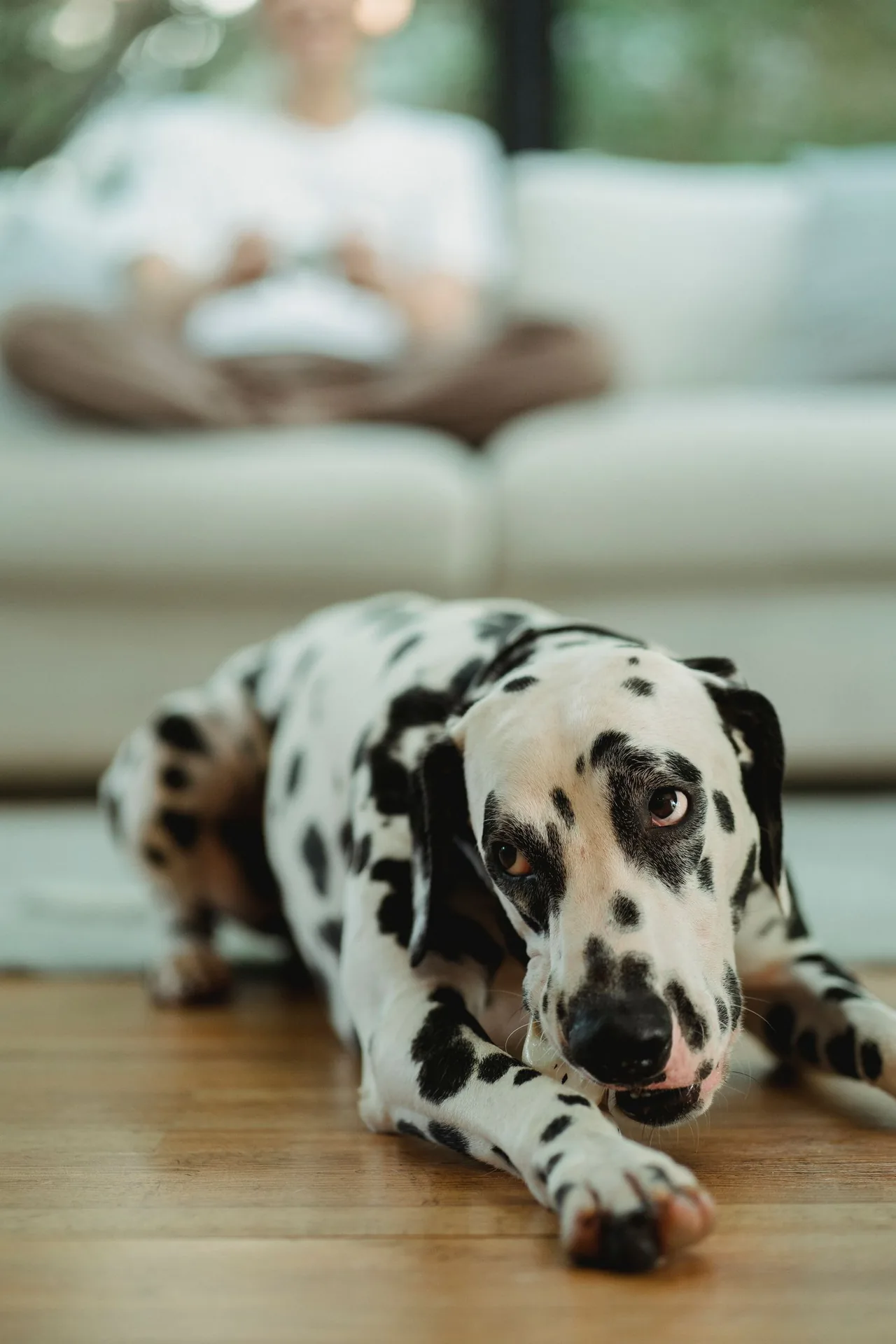Sol résistant et lessivable, adapté aux animaux